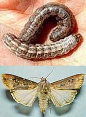 Black Cutworm